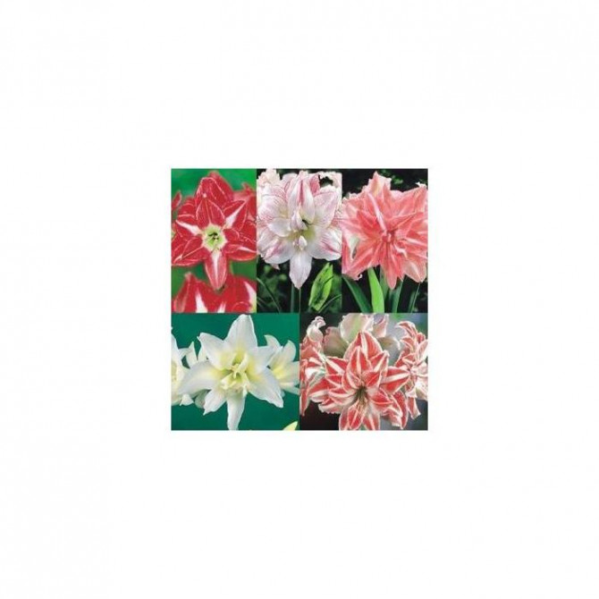 Hipeastru (pildīto)- Amariļļu Izlase nr.