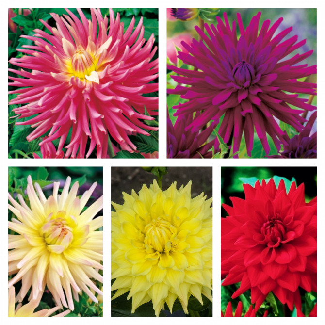 Dālijas kaktusziedu Izlase Nr.4  40gab