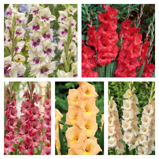 Gladiolas Izlase Nr.20 12/14, 5šķ. 150gab