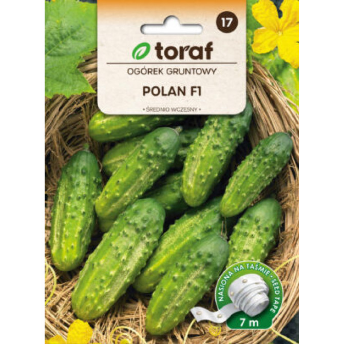 Gurķi Polan F1 uz lentes 7m