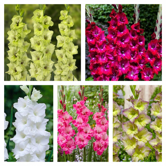 Gladiolas izlase Nr24 12/14 300gab