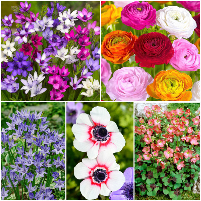 Mazo sīpolu izlase B 5/+ 375gab