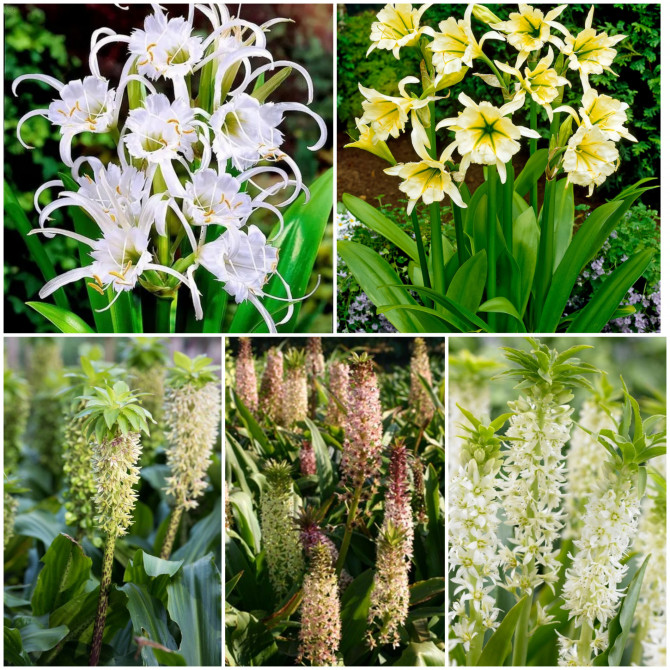 Eikomes, Ismenes Izlase 16/+  25gab