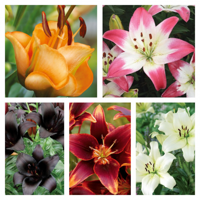 Lilijas izlase 16/18 5šķ 50gab