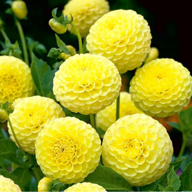 Dālijas Potgieter 8gab