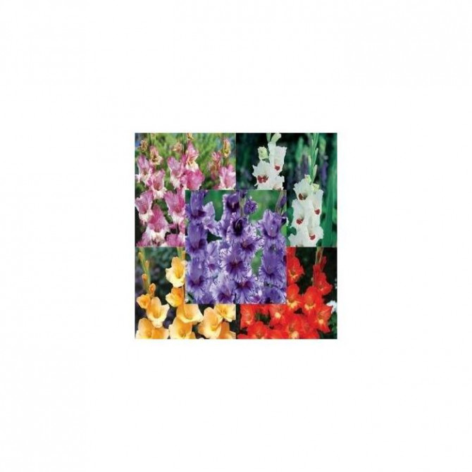 Gladiolas lielziedu Izlase Nr.12 12/14, 5šķ. 150gab