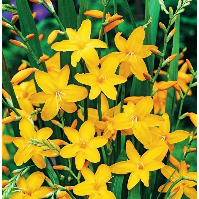 Krokosmijas jeb montbrēcijas Sonate 8/+ 100gab