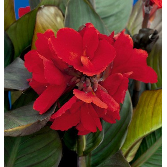 Kannas President 8gab