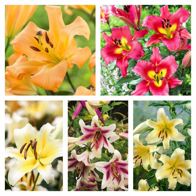 Lilijas OT hibrīds Izlase Nr.3, 5šķirnes 18/20 80gab