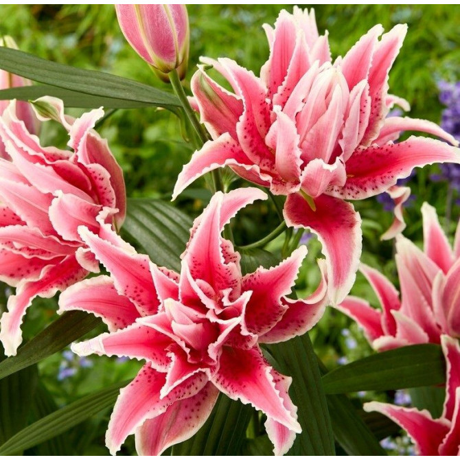 Lilijas Roselily Lorena 18/20 10gab