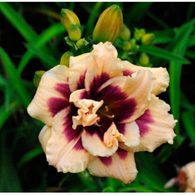 Dienziedes pildītas ROSWITHA 8gab