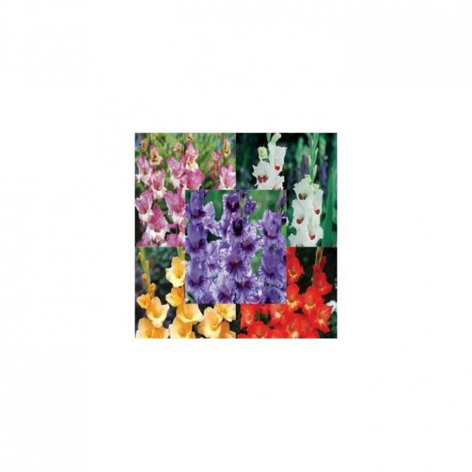 Gladiolas lielziedu Izlase Nr.12 12/14, 5šķ. 300gab