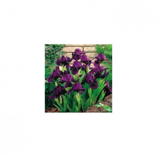 Īrisi zemie CHERRY GARDEN 8gab