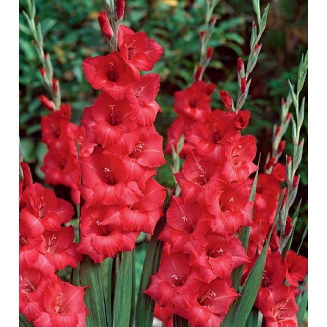 Gladiolas Rosiebee Red 12/14 60gab