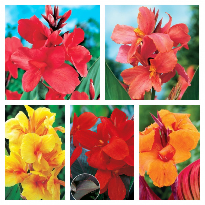 Kannas izlase Nr.3 40gab