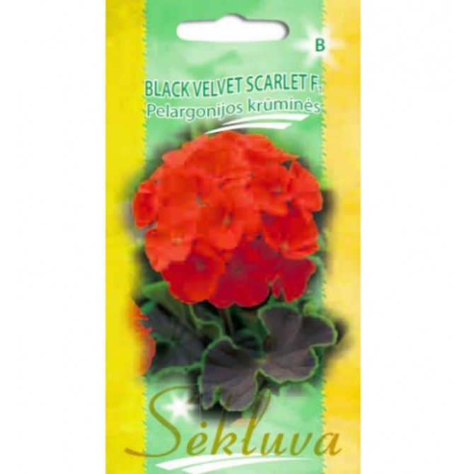 Pelargonijas Black Velvet Scarlet F1, 5 sēklas