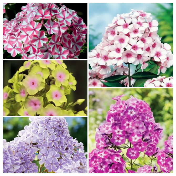 Flokši Izlase 2 5 šķ. 40gab