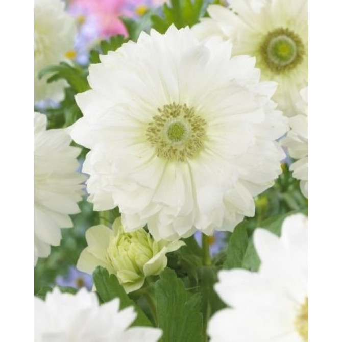 Anemones pildītas  St Brigid Mount Everest  5+ 100gab