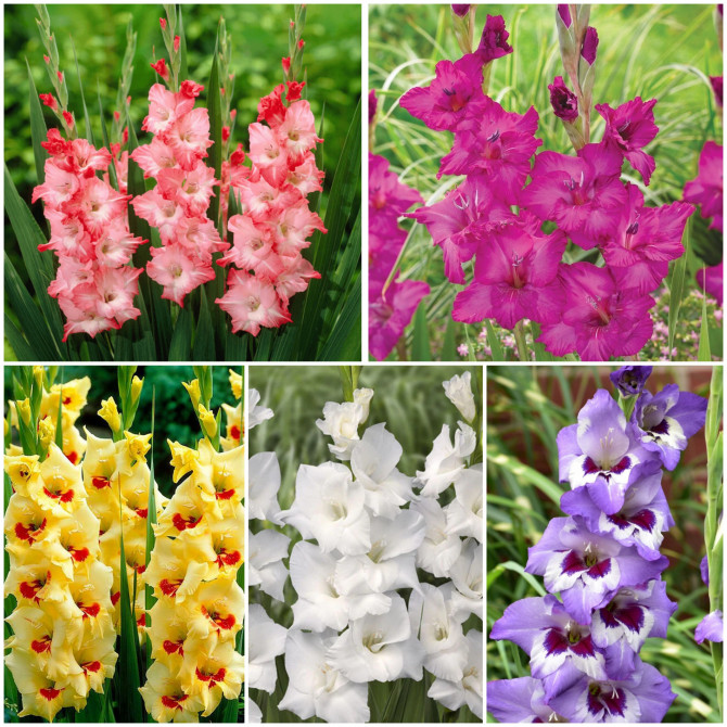 Gladiolas lielziedu izlase Nr.4 12/14 5šķ. 150gab