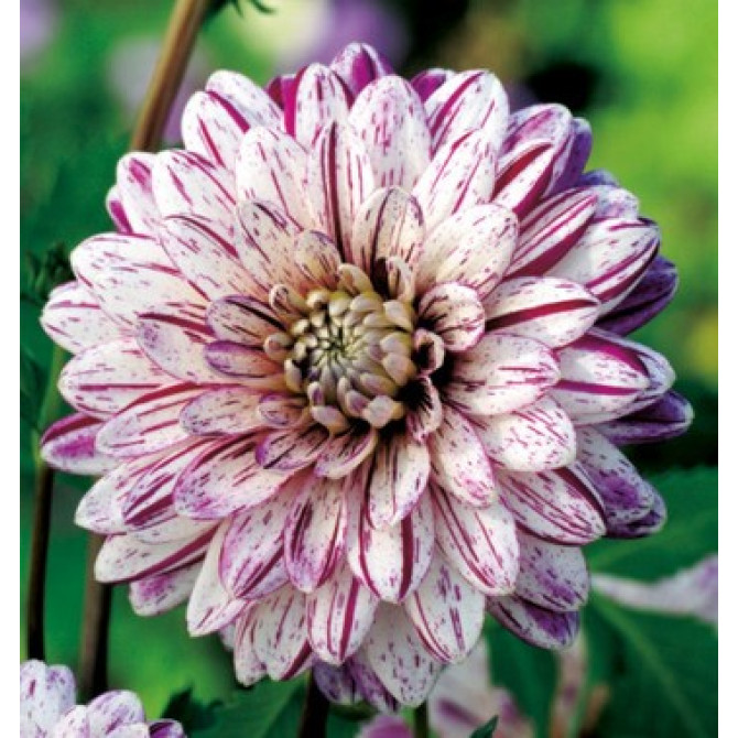 Dālijas dekoratīvās Smokey 8gab