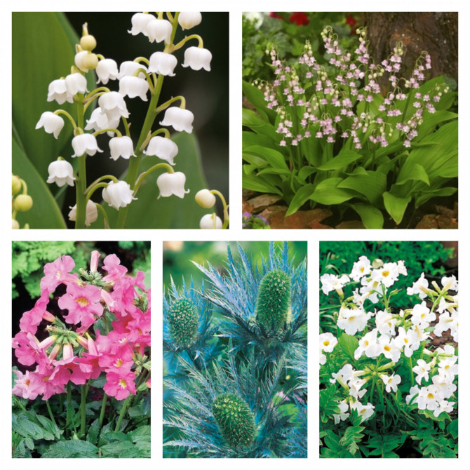 Zemciešu izlase Nr.3 40gab