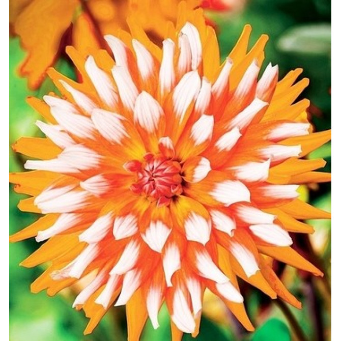 Dālijas dekoratīvās Orange Turmoil 8gab
