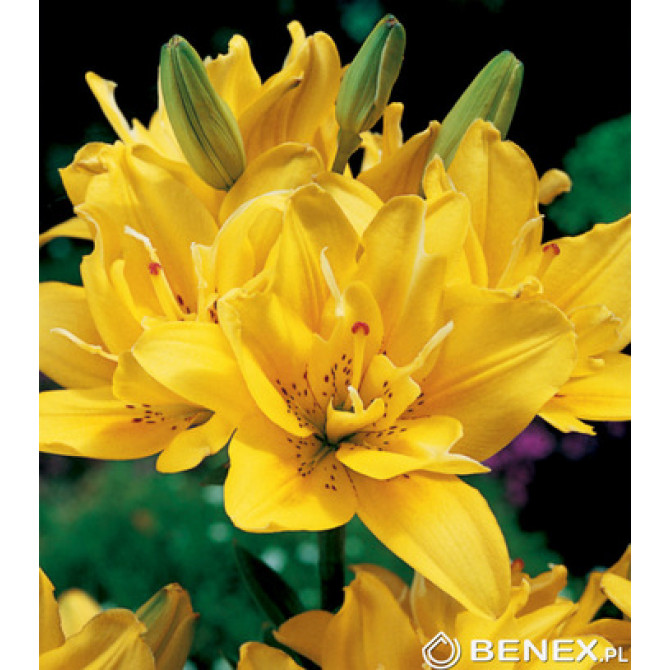 Lilijas Āzijas pildītās FATA MORGANA 16/18 20gab