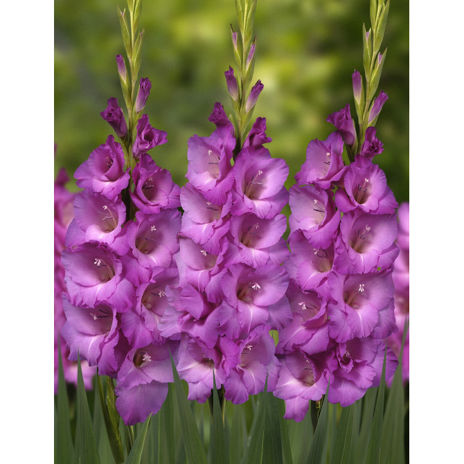 Gladiolas Lennon 12/14 60gab