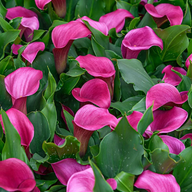 Kallas jeb zantedešijas ROSE QUEEN 18/20 10gab