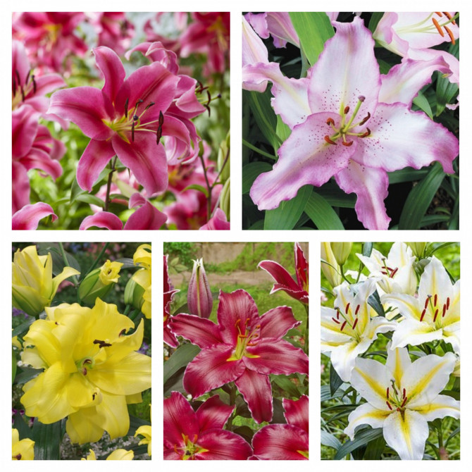 Lilijas Austrumu izlase Nr.3 18/20 40gab