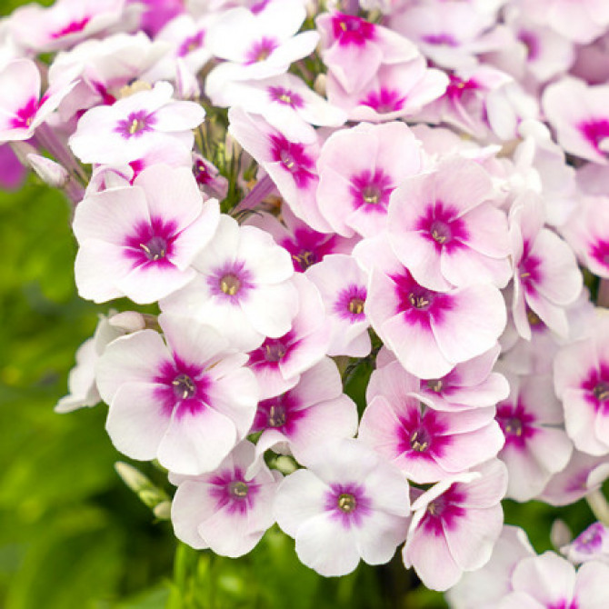 Flokši Graf Zeppelin 8gab