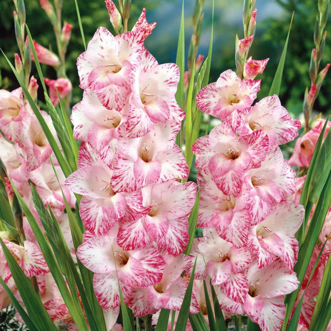 Gladiolas lielziedu MY LOVE 12/14 60gab