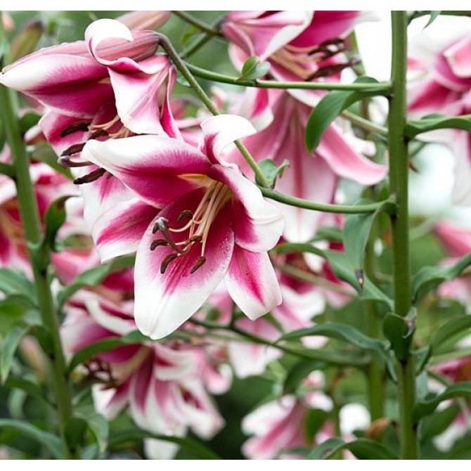 Lilijas OT hibrīds Friso 16/18 20gb