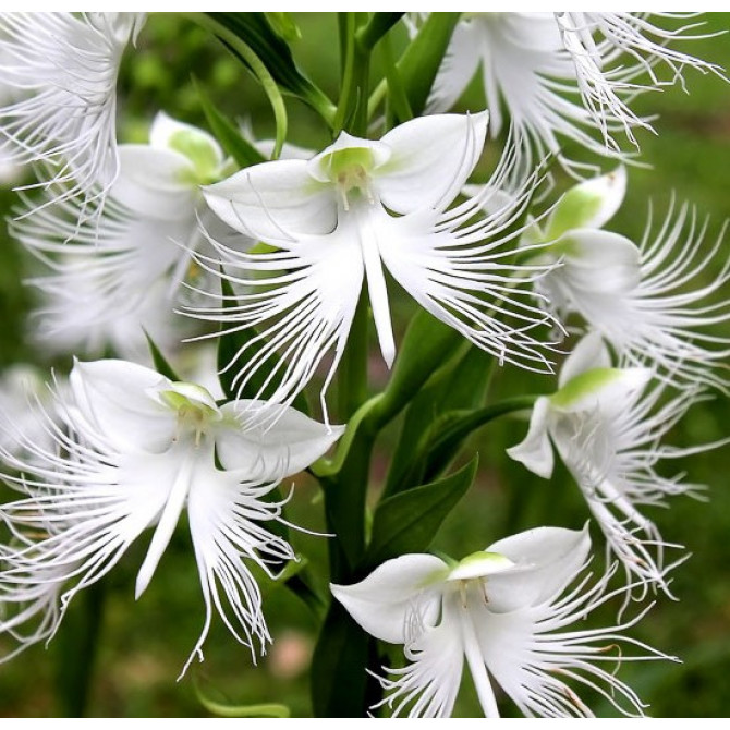 Dūju Orhideja 10gab