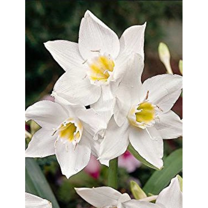 Eihāre - Amazones lilija 14/+ 10gab