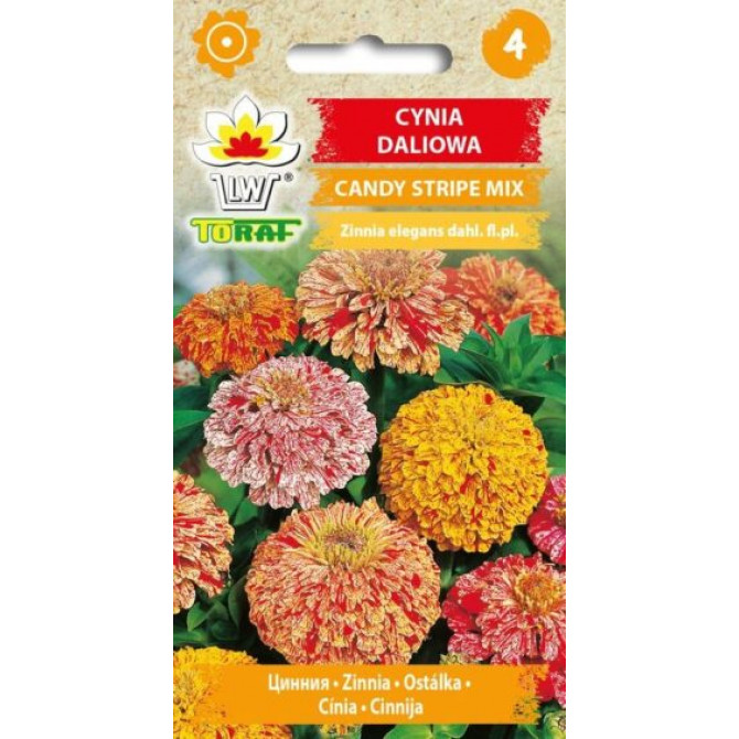 Cinnijas dālijziedu Candy Stripe 1g