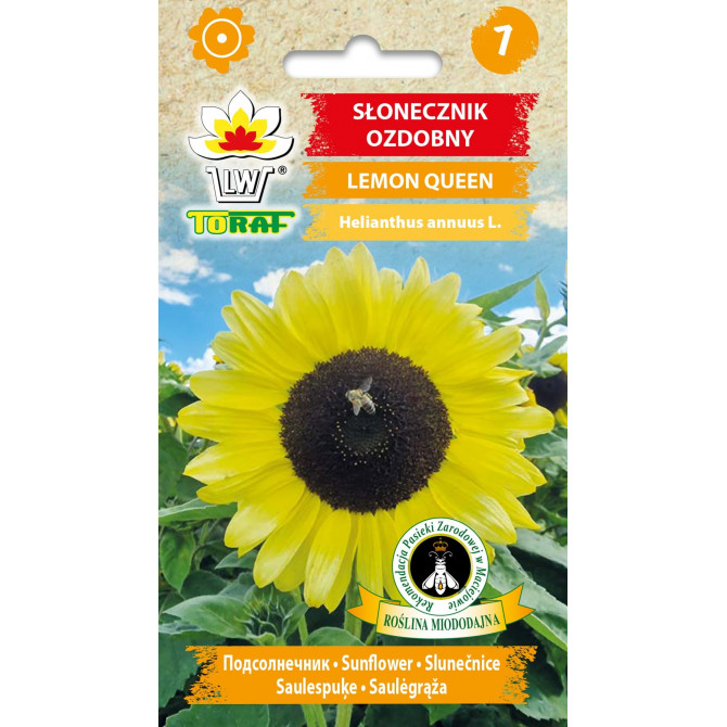 Saulespuķes Lemon Queen garās