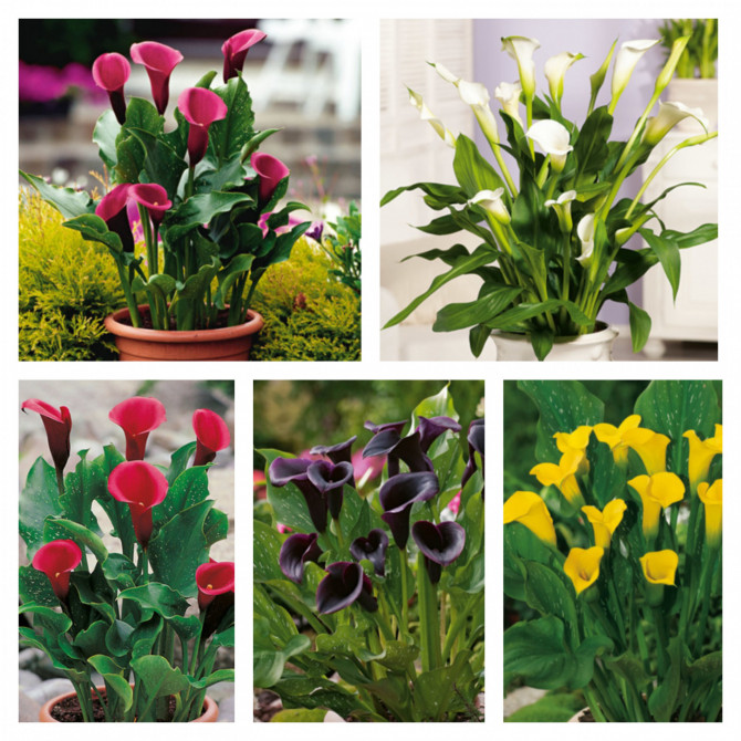 Kallas Izlase Nr.3 18/20 25gab