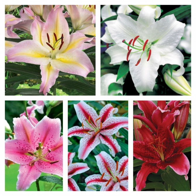 Lilijas Austrumu Izlase NR.2, 5 šķirnes 18/20 40gab