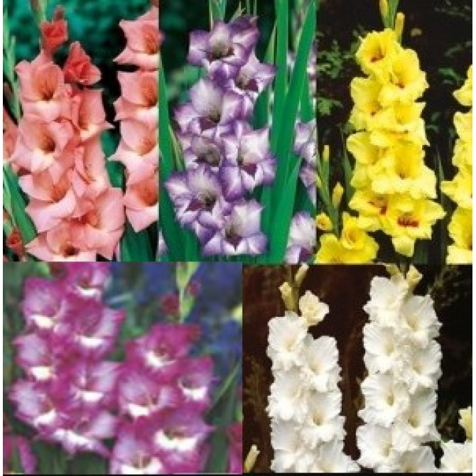 Gladiolas ielziedu Izlase Nr.7 12/14, 5šķ. 150gab