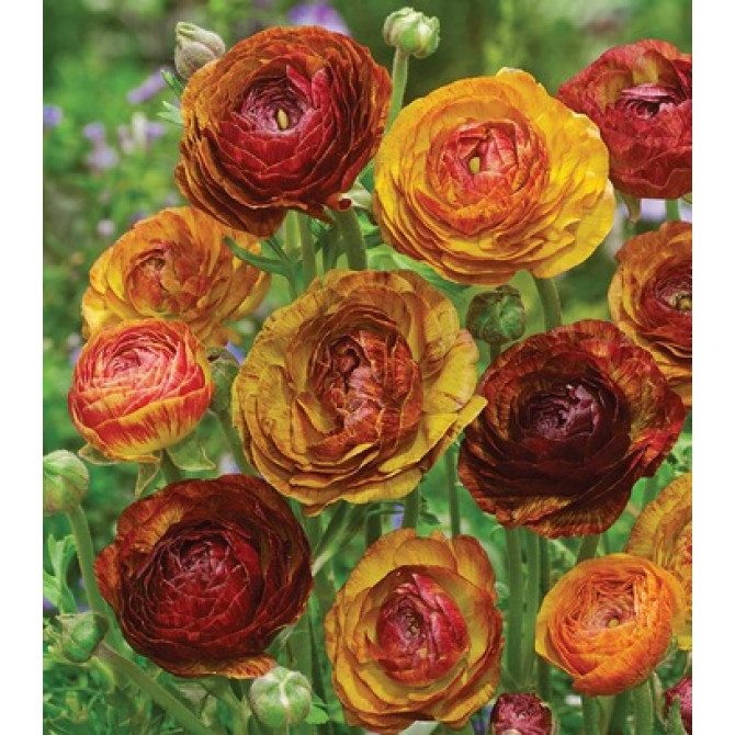 Gundegas Picotee Cafe 6/+ 100gab