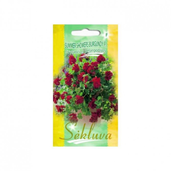 Pelargonijas nokarenās SUMMER SHOWERS BURGUNDY F1, 5 sēklas