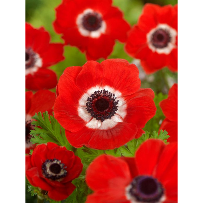 Anemones Hollandia 5/+ 100gab