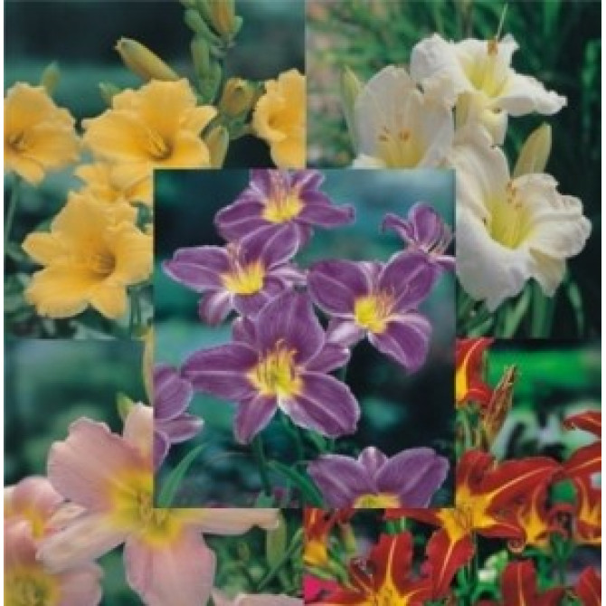 Dienziedes Izlase NR.1 5šķ. 20gab