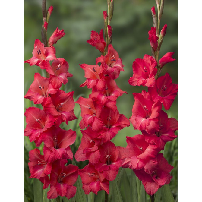 Gladiolas Berlioz 12/14 60gab