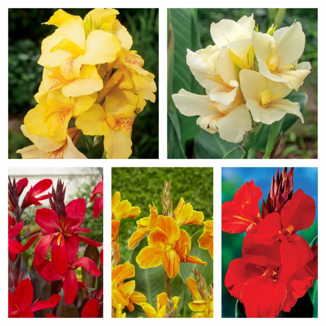 Kannas izalse Nr.5 20gab