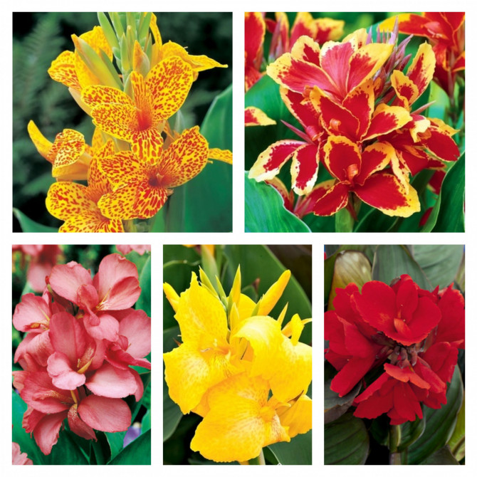 Kannas izlase Nr.2 40gab