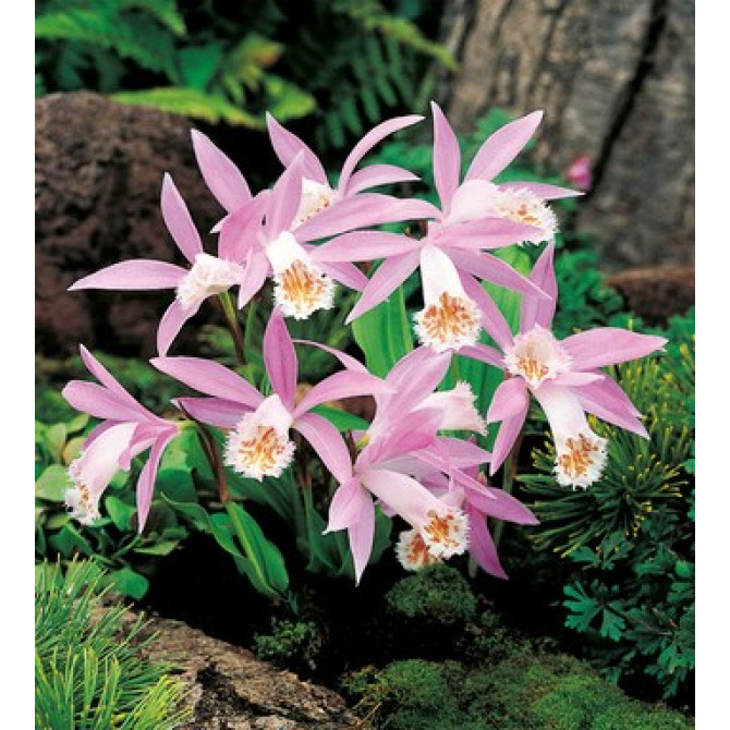 Dārza Orhideja 10gab