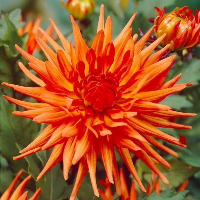 Dālijas kaktusziedu ORANŽAS 8gab