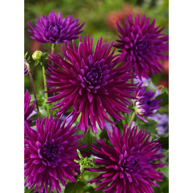 Dālijas kaktusziedu Purple Gem 8gab